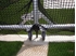 Picture of Gill NCAA Hammer Discus Cage; Double Ring
