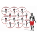 Picture of HotSpots Muscle Group